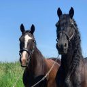 Paardensportcentrum Pegasus