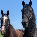 Paardensportcentrum Pegasus