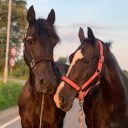 Paardensportcentrum Pegasus